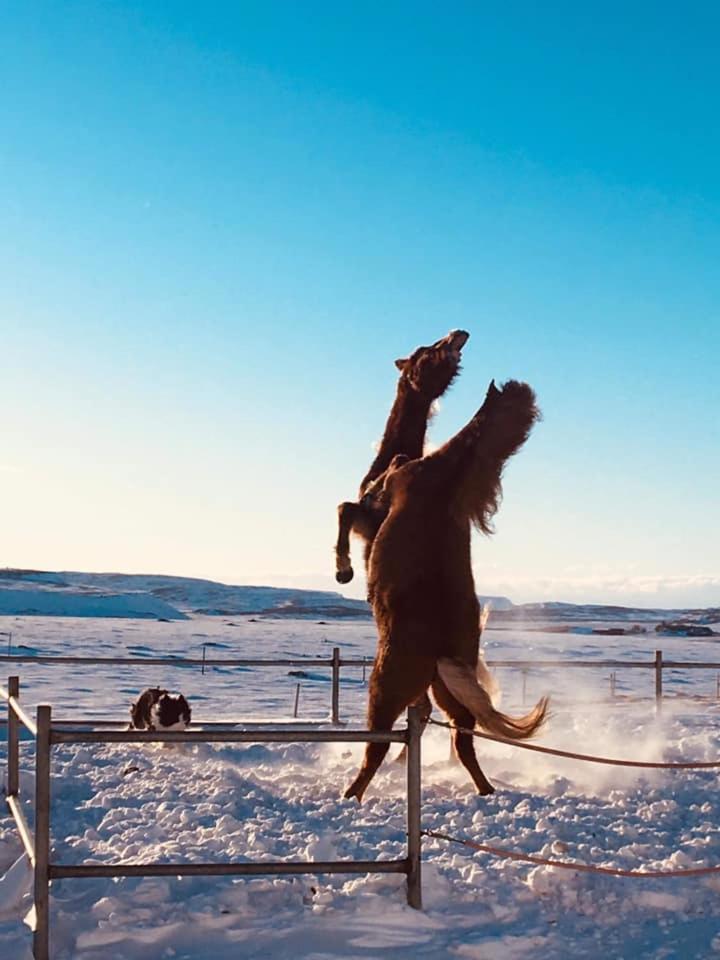 Skálinn between Gullfoss&Geysir - Myrkholt Farm Haukadalur Exteriör bild